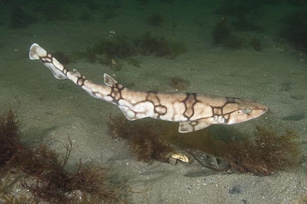 Chain Catshark Pictures - Images Of Chain Dogfish Scyliorhinus Retifer